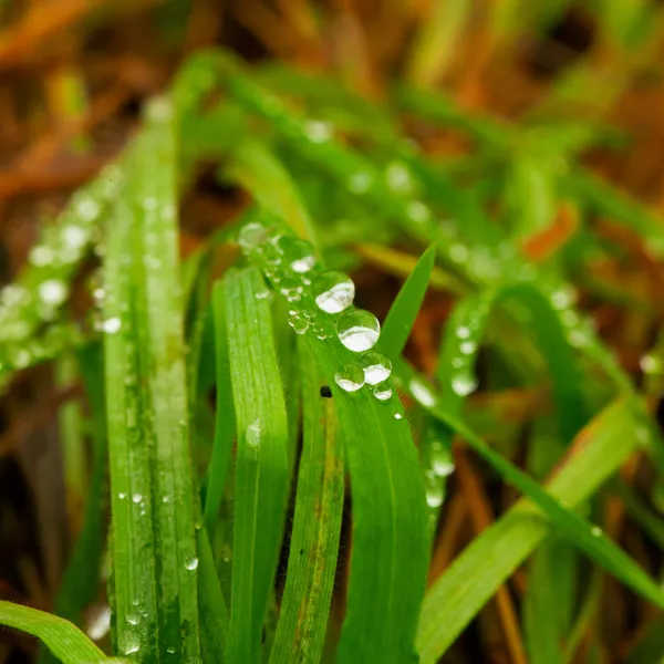 Drops — Stock Photo, Image