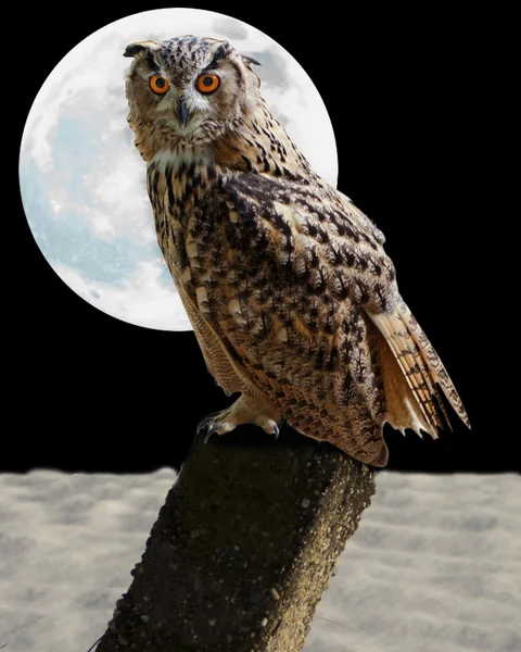 OWL Y LUNA —  Fotos de Stock