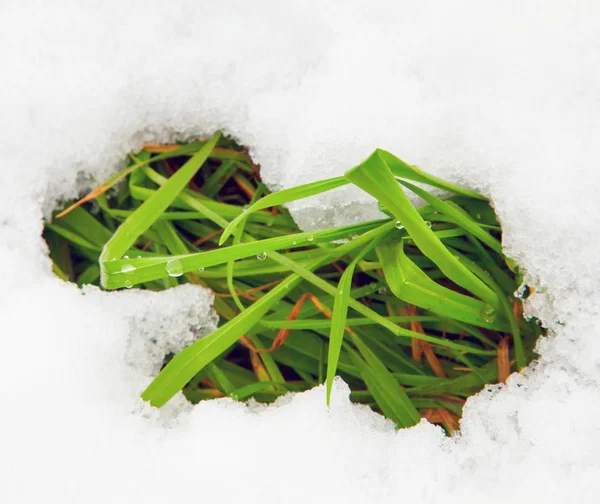 Grama na neve — Fotografia de Stock