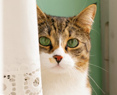 gizleme kedi