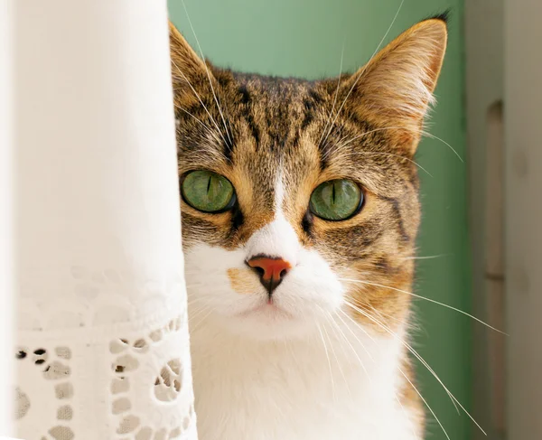 gizleme kedi