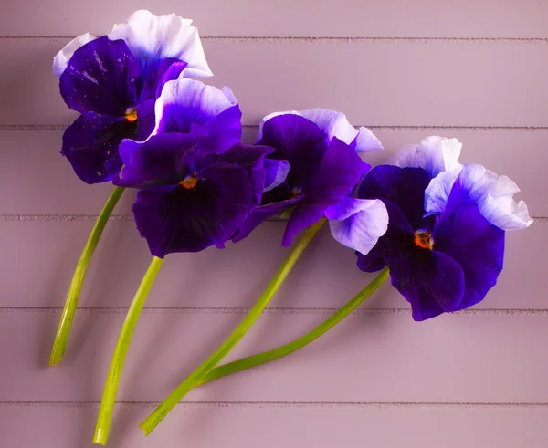 Violetas — Fotografia de Stock