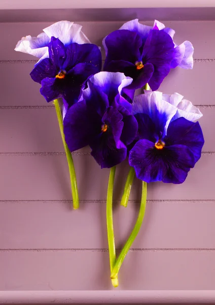 Violets — Stock Photo, Image