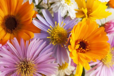 arka plan bir çiçek