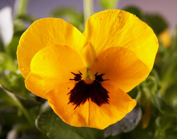 Violeta amarela — Fotografia de Stock