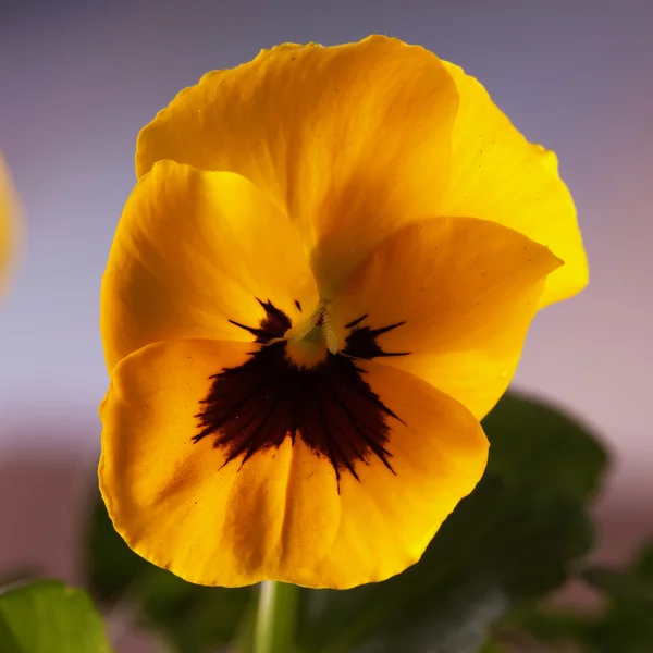 Violeta amarela — Fotografia de Stock