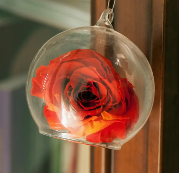 Rosa nel bicchiere — Foto Stock