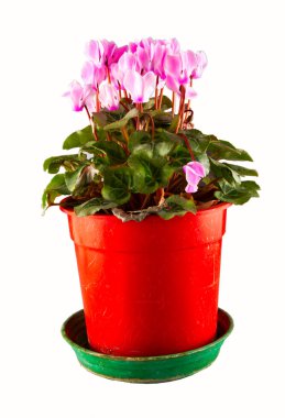 Cyclamens