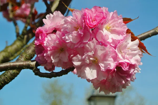 Peach flowers — Stock Photo, Image