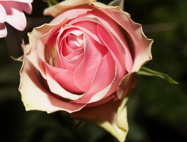 Rose — Stock Photo, Image