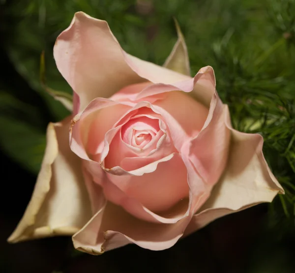 Rose — Stock Photo, Image