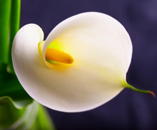 Calla... — Fotografia de Stock