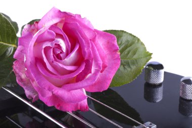 bass üzerinde gül
