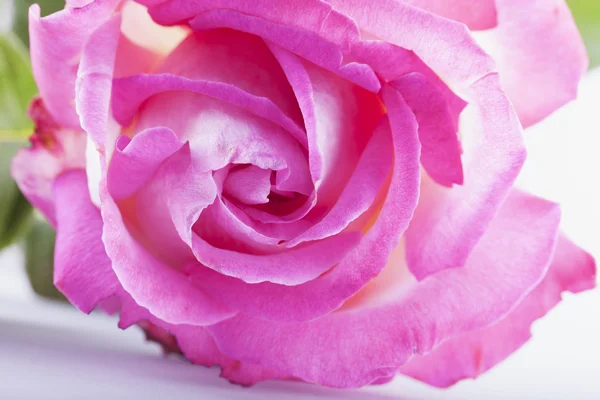 Rose — Stock Photo, Image