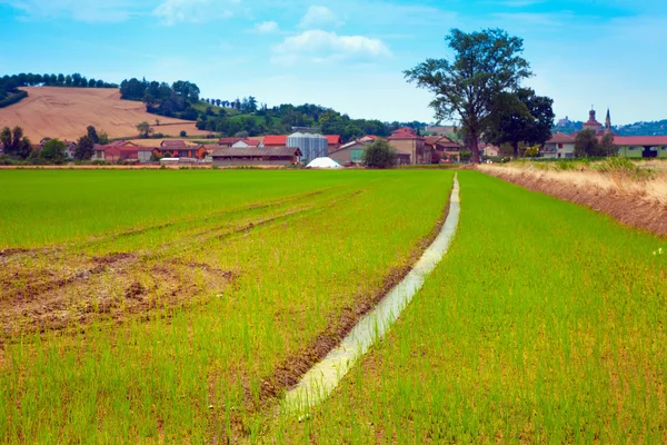 Campo de arroz —  Fotos de Stock