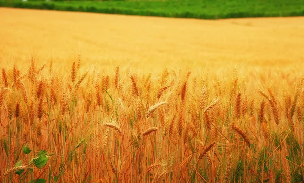 Ears of wheat — Stock Photo, Image