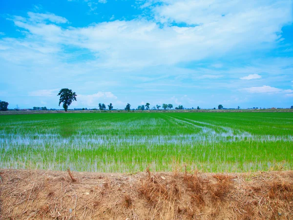 Panorama — Stok fotoğraf