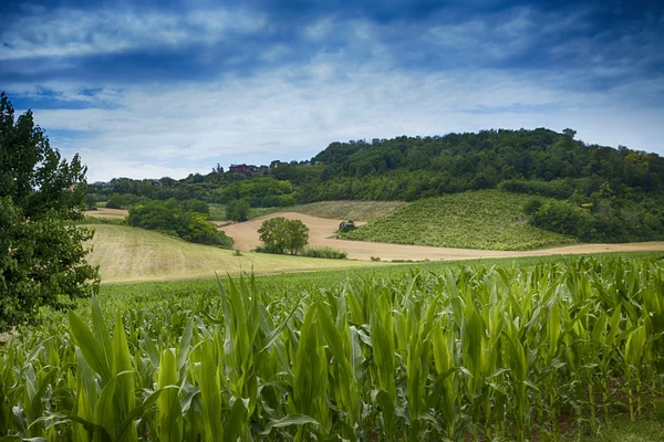 Campos de milho — Fotografia de Stock