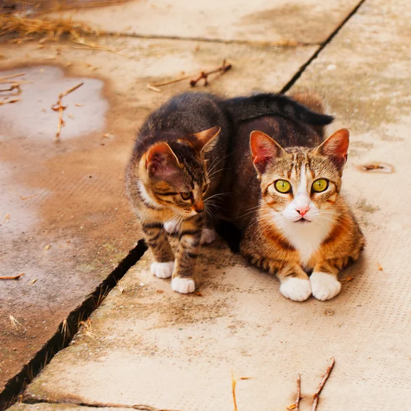 Madre gato e hijo —  Fotos de Stock