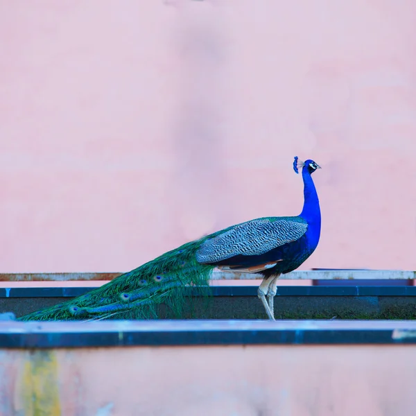 Påfågel — Stockfoto