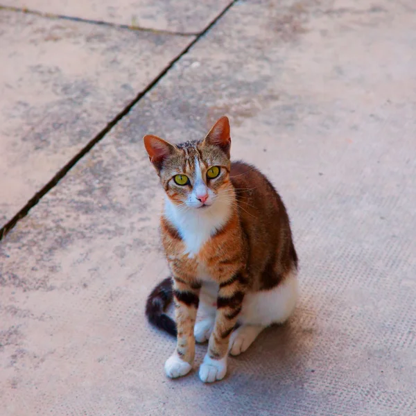 Katze starrt — Stockfoto