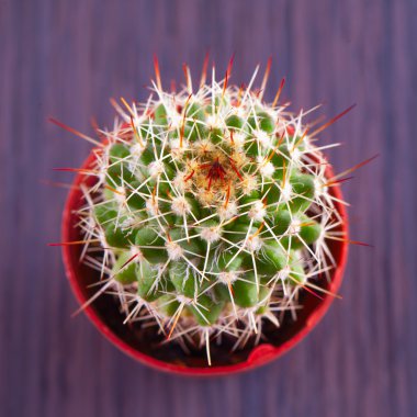 Echinopsis subdenudata