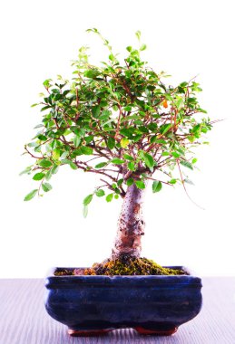 Bonsai