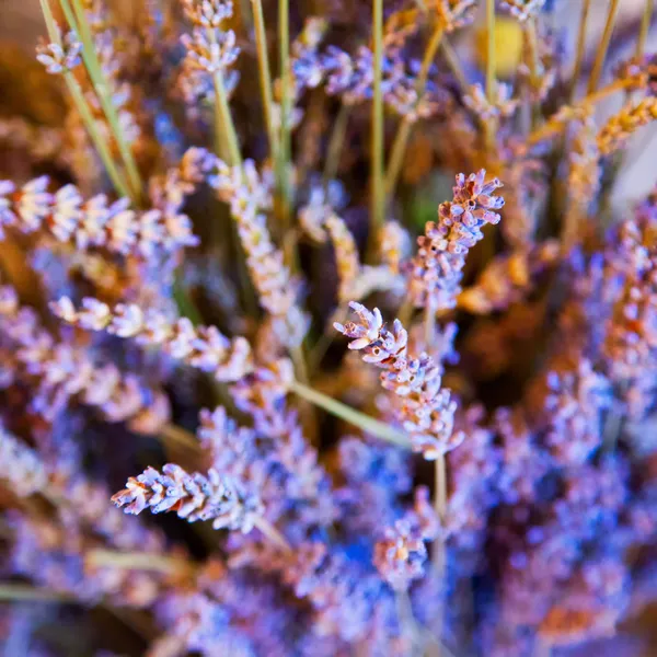 Lavendel — Stockfoto