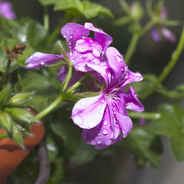 Geranium — Stock Photo, Image