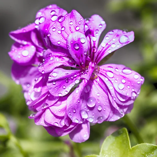 Geranium — Stock Photo, Image