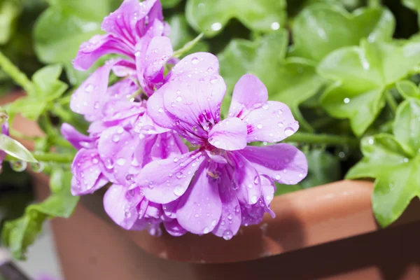 Geranium — Stock Photo, Image