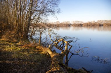 Nehir tarafı devrilmiş ağaçla, yatay görüntü