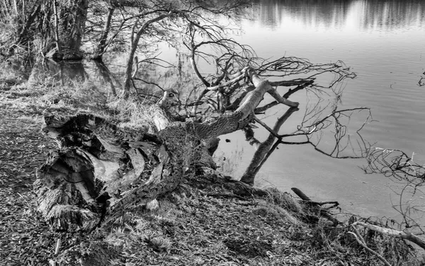 Umgestürzter Baum Flussrand Horizontales Schwarz Weiß Bild — Stockfoto