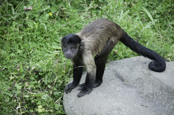 Capuchin Monkey — Stock Photo, Image