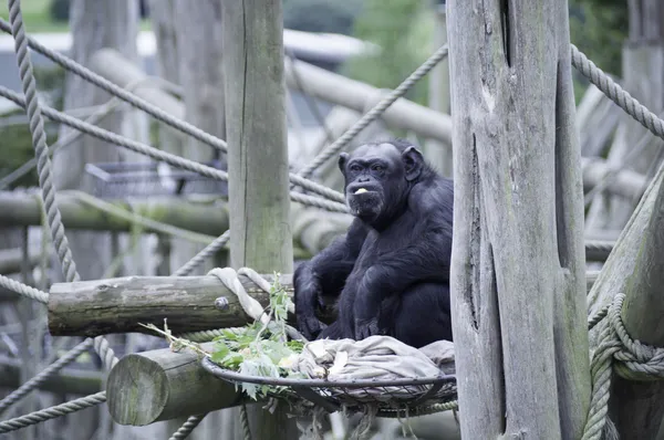 에 딘 버 러 동물원에서 포로 침팬지 로열티 프리 스톡 이미지