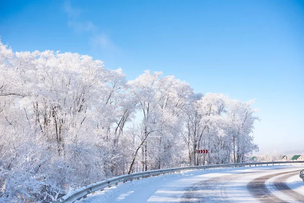 Дерева Під Білим Снігом Зимовий Ліс Росія — стокове фото