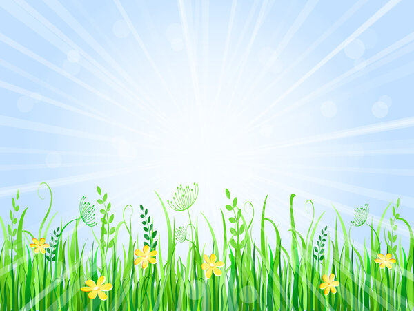 Beautiful green meadow