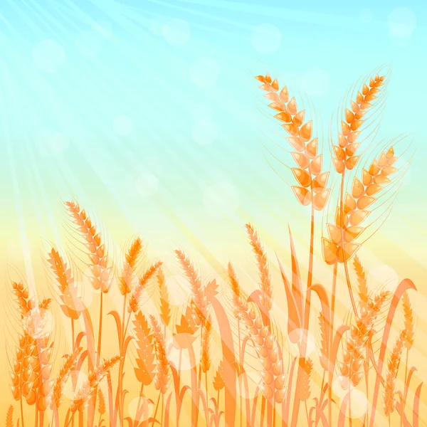 Спелые желтые пшеничные уши на синем фоне — стоковое фото