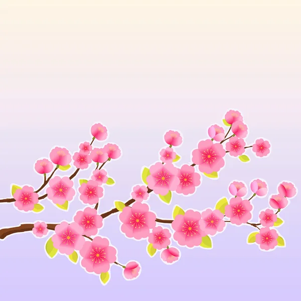 Japanischer Sakura-Kirschbaum — Stockfoto