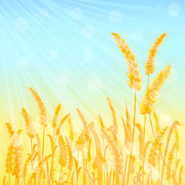 Ripe Yellow Wheat Ears Light Cyan Blue Sky Vector Agricultural — Stock Vector
