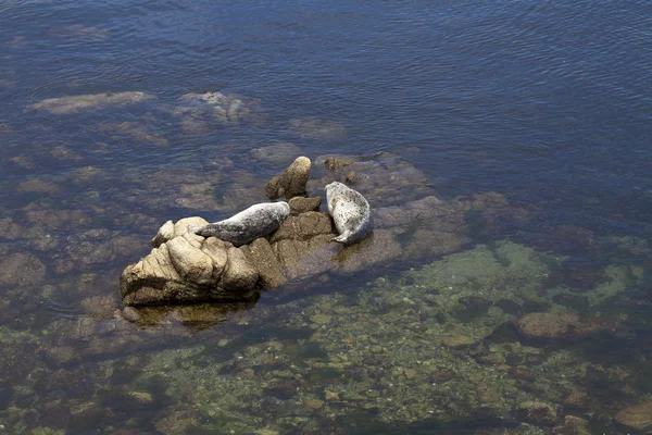 Dois selos de porto ensolarando em rochas na baía — Fotografia de Stock