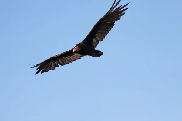 Hawk avec pleine envergure de l'aile Ciel bleu — Photo