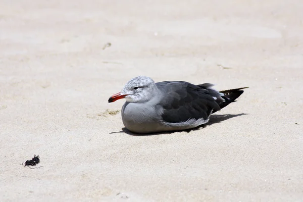 Één zeemeeuw rustend op zand strand rode snavel — Stockfoto