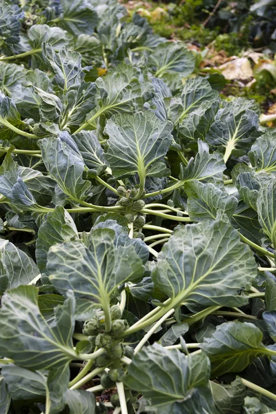 Brussel Sprouts Growing on Stalk in Garden — Stock Photo, Image