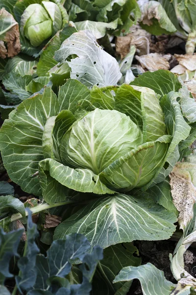 Green Cabbage Plants and Leaves Growing Garden — Stock Photo, Image