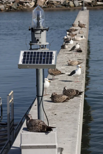 Lanterne marine à énergie solaire Diurne Marina Seagulls — Photo