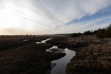 Küçük dere otu topraklarda deniz kenarında