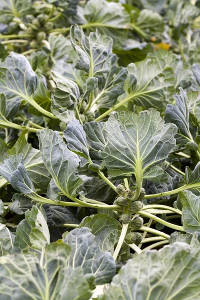 Green Brussel Spouts On Stalk In Garden — Stock Photo, Image