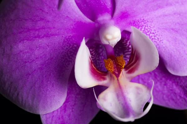 Vértes lila orchidea virágot a sötét háttér — Stock Fotó