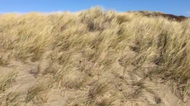 Kum Çimeni Şiddetli Rüzgarda Yürüyor Kuzey Kaliforniya Sahil Tutucusu